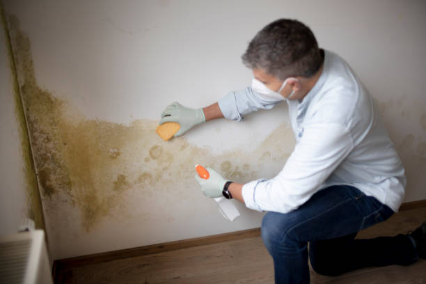 Best Commercial Mold Inspection  in Shannon, MS